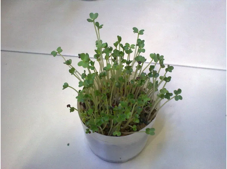 Piantine di senape
