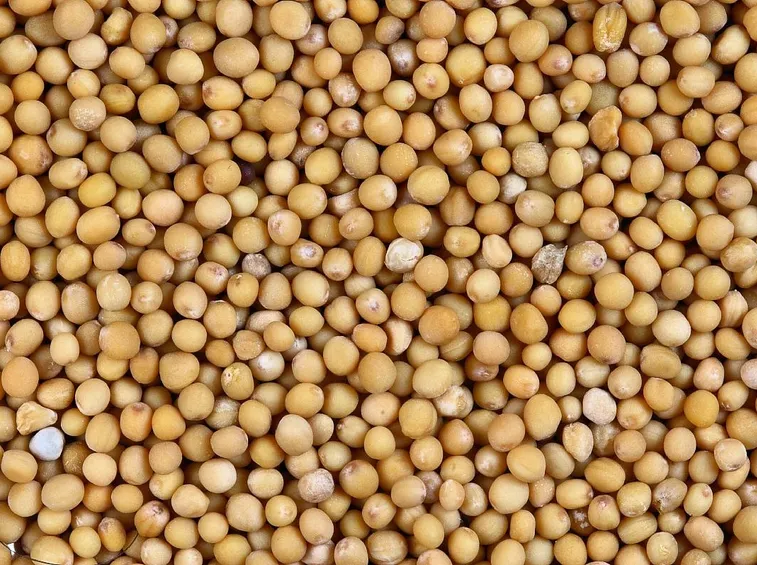 Semi di senape