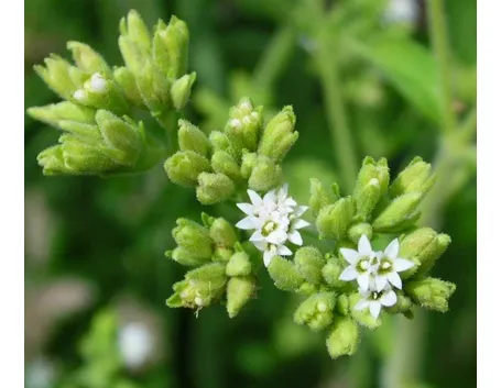 foglie di stevia