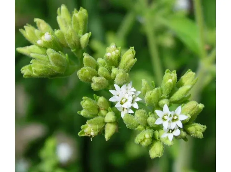 foglie di stevia