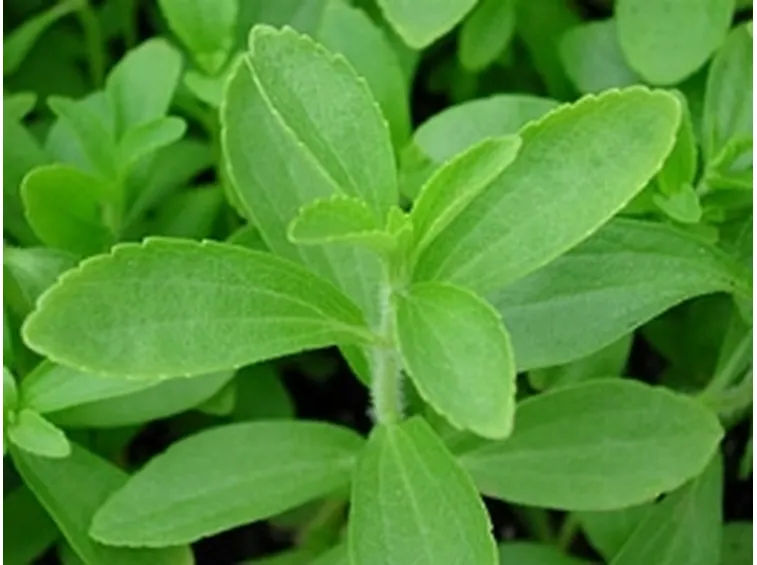 foglie stevia