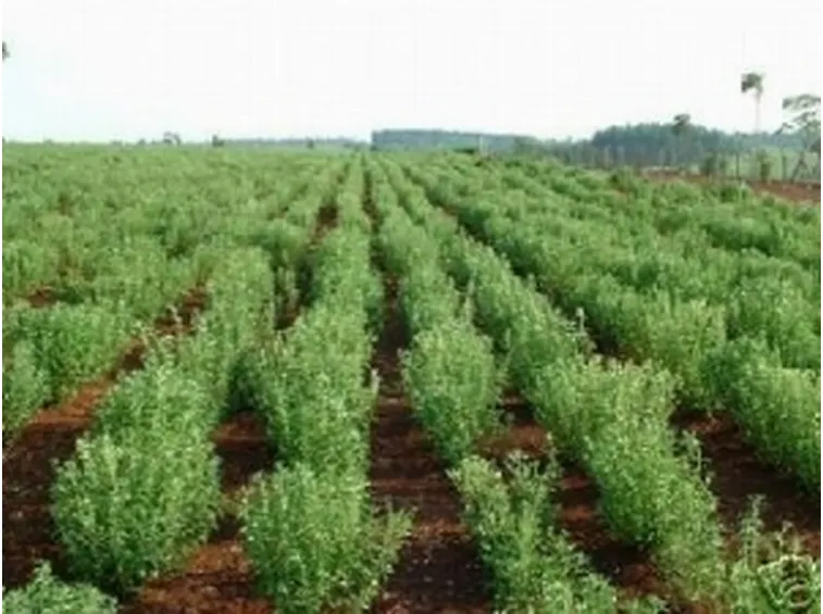 campi di stevia