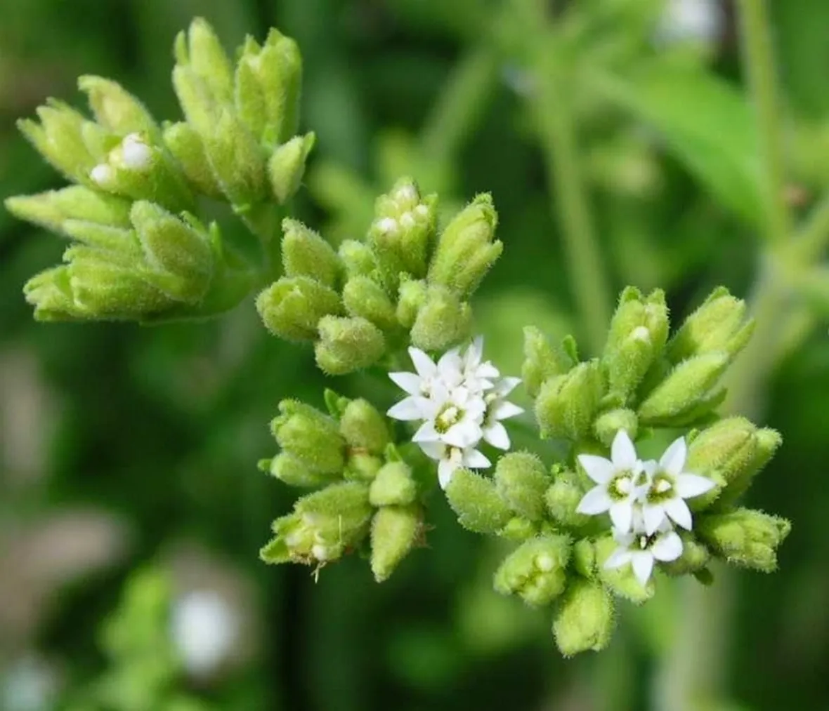 foglie di stevia