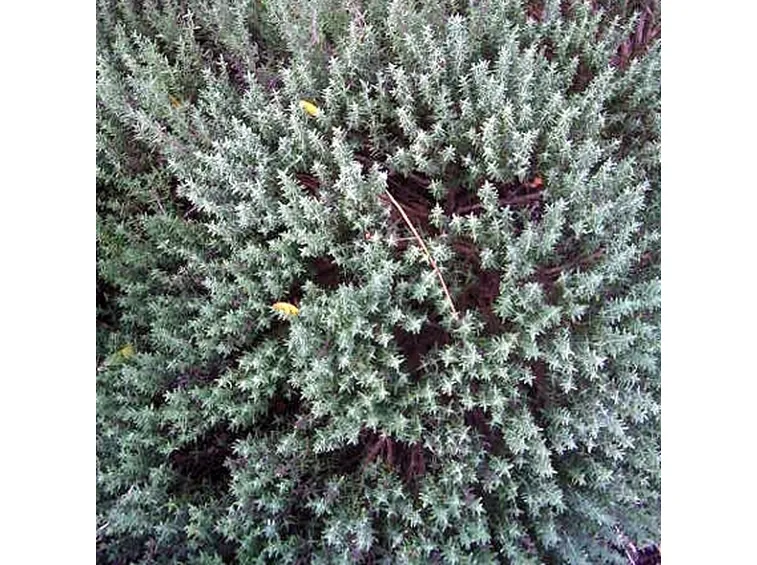 pianta di timo fiorita