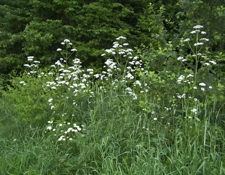 Esempio di valeriana officinal dai fiori bianchi