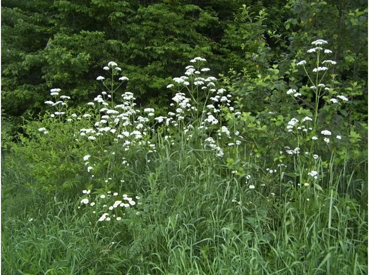 Esempio di valeriana officinal dai fiori bianchi