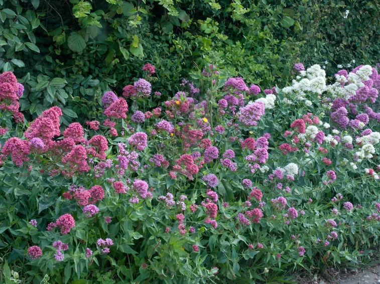 Valeriana officinalis dai fiori viola e rosa