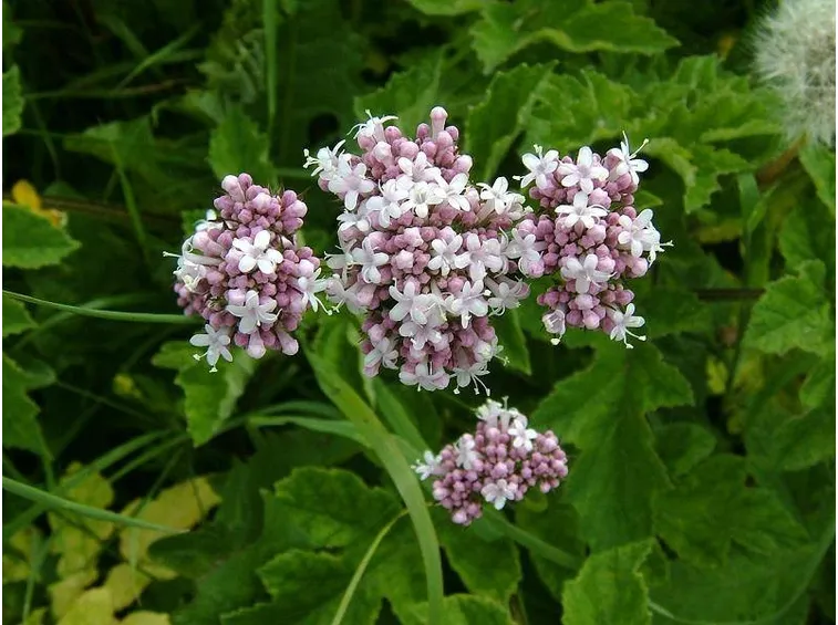 Particolare del fiore di valeriana