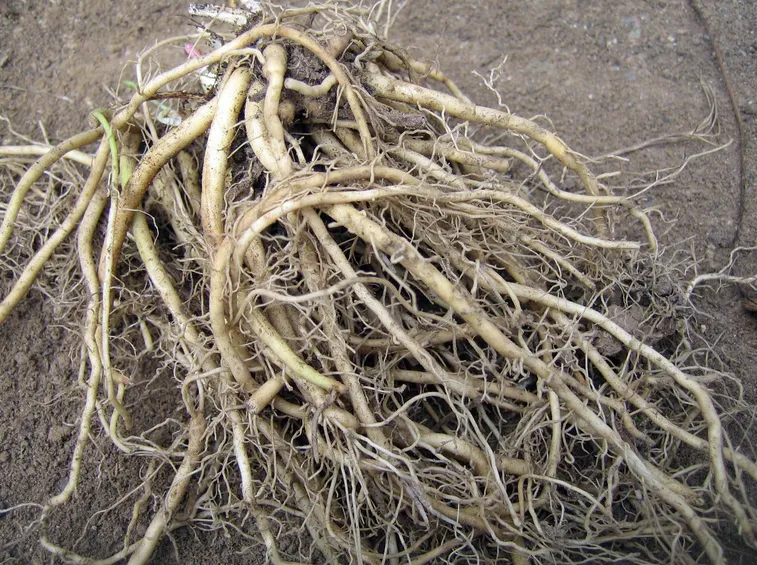 Radici di valeriana officinalis