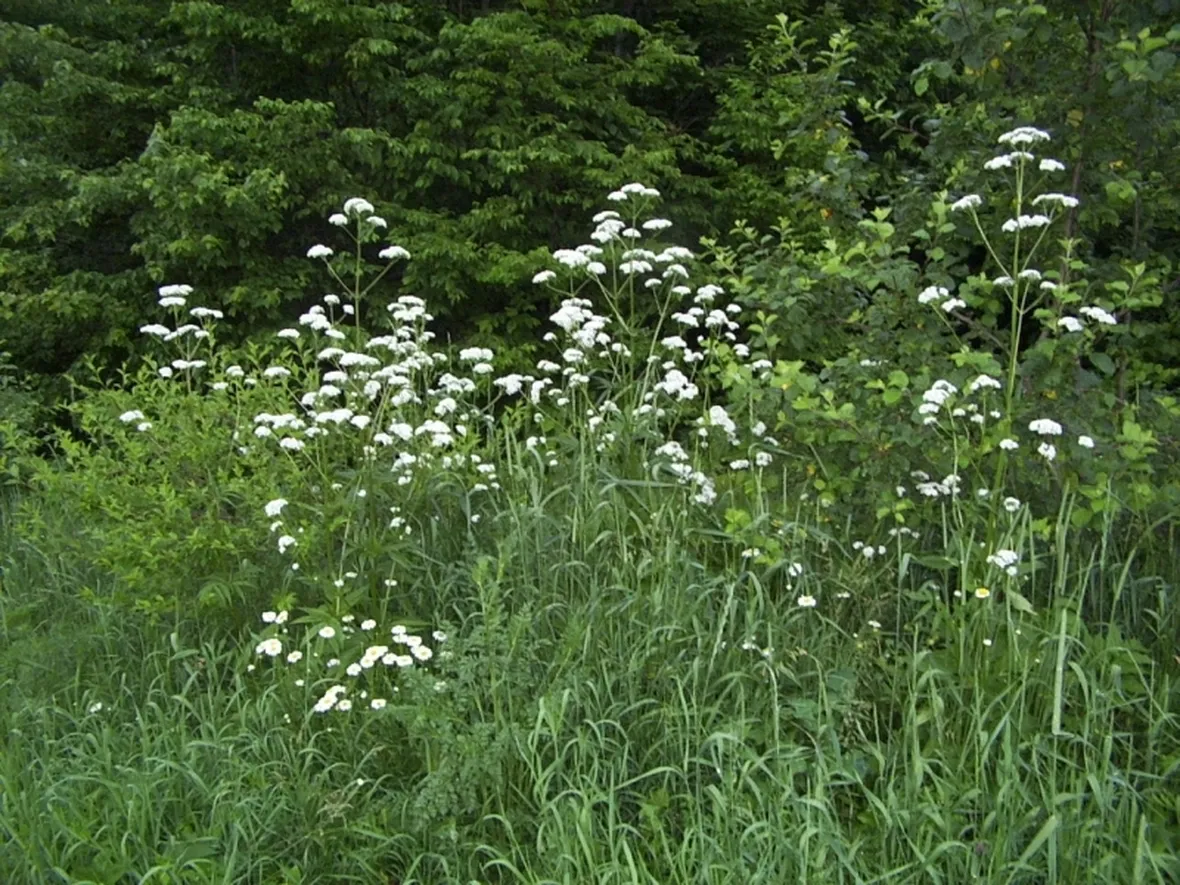 Esempio di valeriana officinal dai fiori bianchi