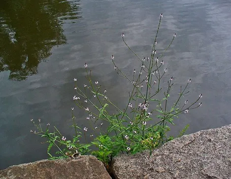 Pianta della verbena officinalis