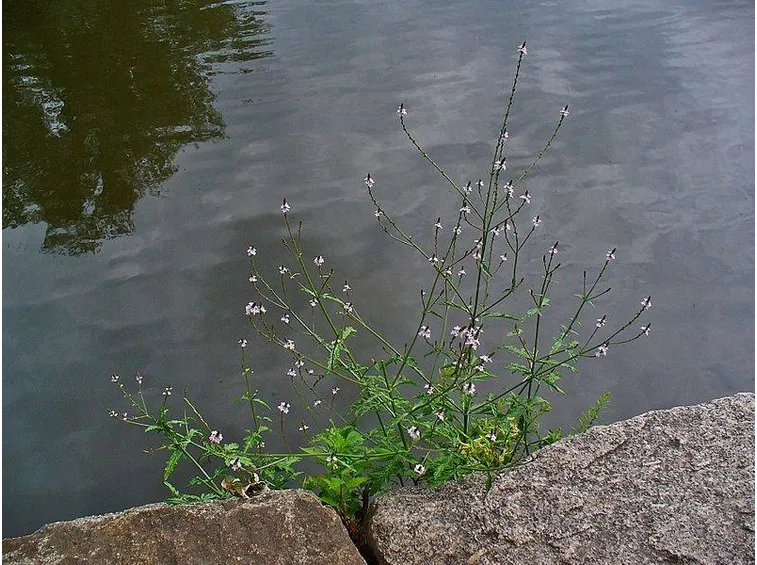 Pianta della verbena officinalis