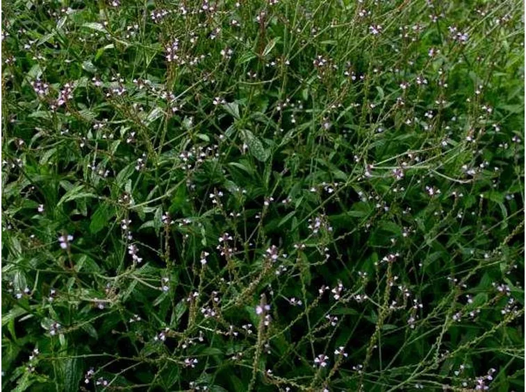 Verbena officinalis