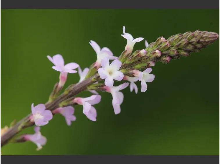 Fiore della verbena officinalis