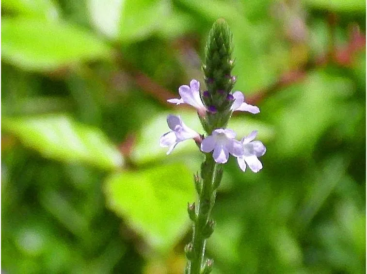 Verbena officinalis