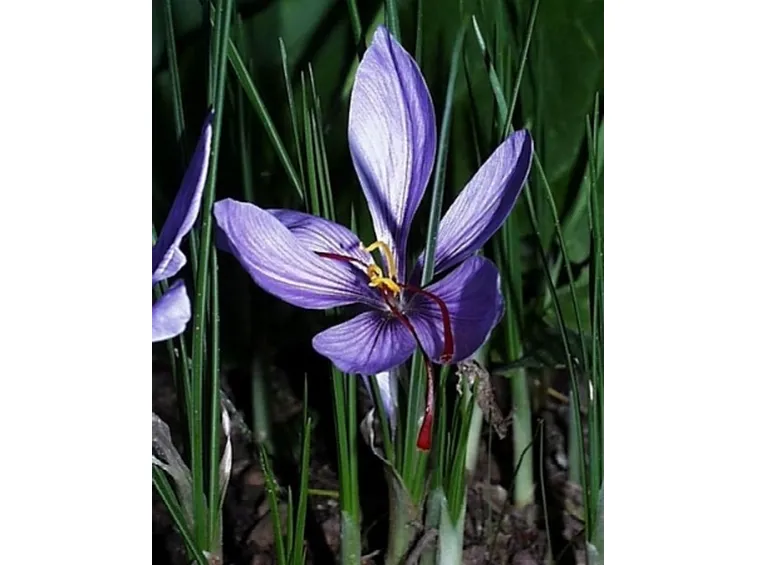 fiore di zafferano