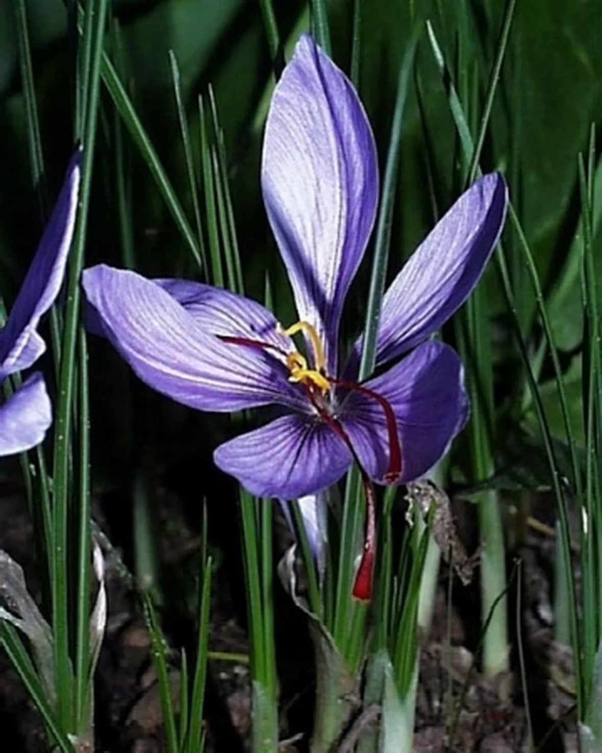 fiore di zafferano