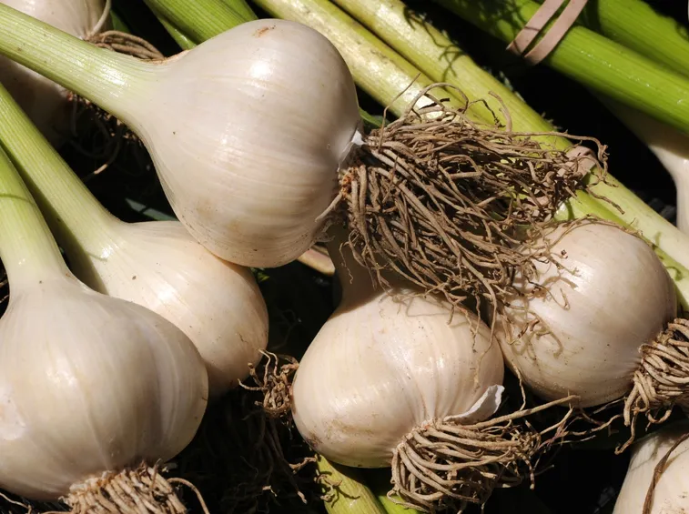 Bulbi di aglio
