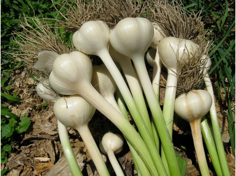 Aglio raccolta