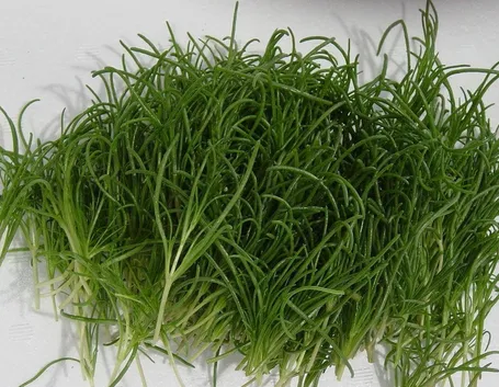 Gli agretti al momento del raccolto