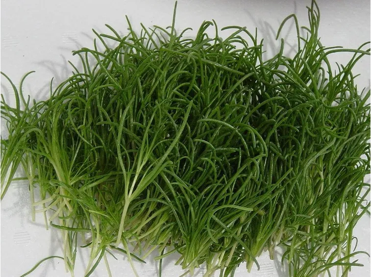 Gli agretti al momento del raccolto