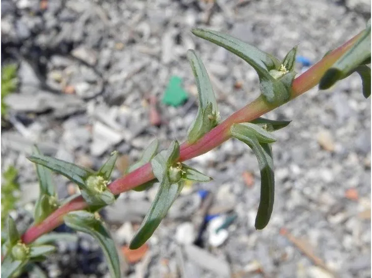 I semi di Salsola Soda, al centro delle infiorescenze della pianta matura