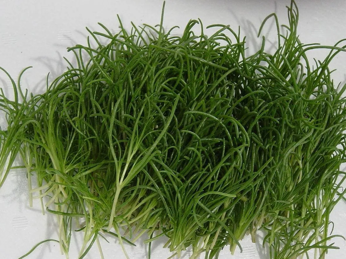 Gli agretti al momento del raccolto
