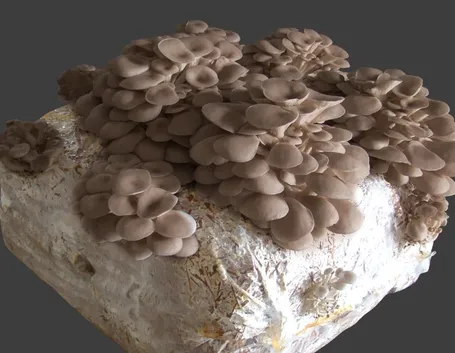 Balla funghi pleurotus