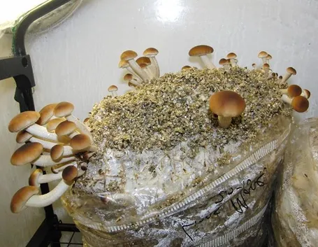 Balla di funghi