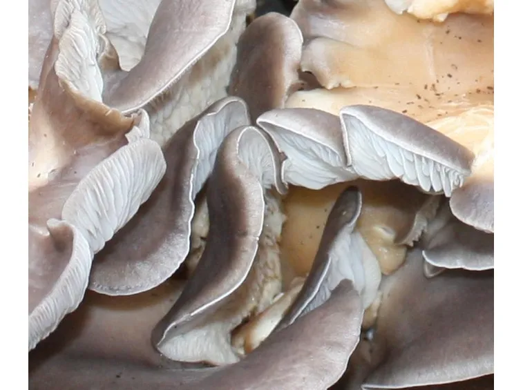 Pleurotus coltivato