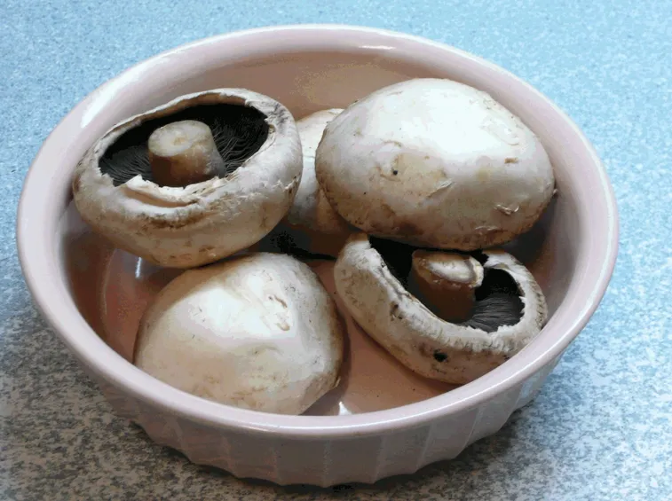 Fungo prataiolo