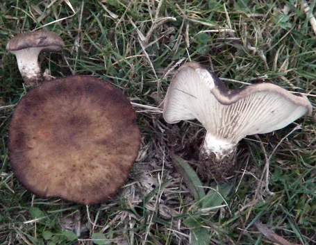 Esemplari in natura di fungo cardoncello