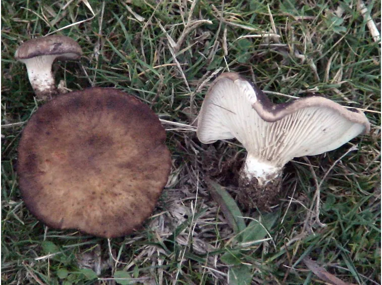 Esemplari in natura di fungo cardoncello