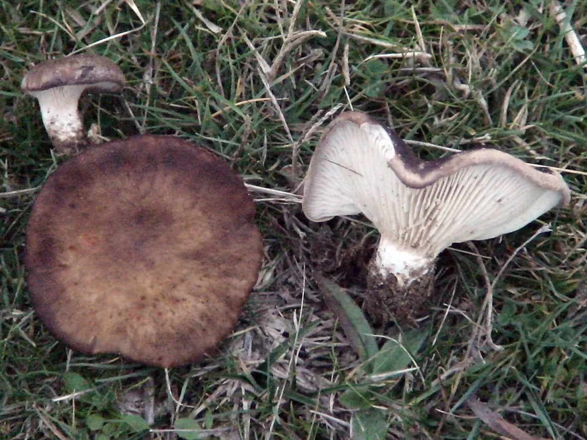 Esemplari in natura di fungo cardoncello