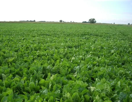 Campo barbabietola