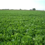Campo barbabietola