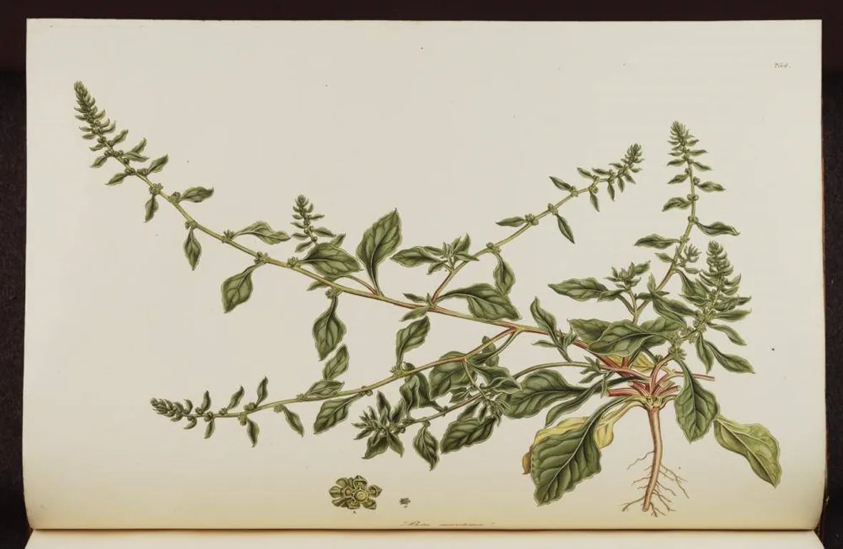 Illustrazione botanica di Beta Vulgaris