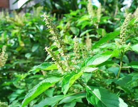 Foglie e fiori di basilico