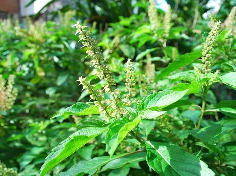 Foglie e fiori di basilico
