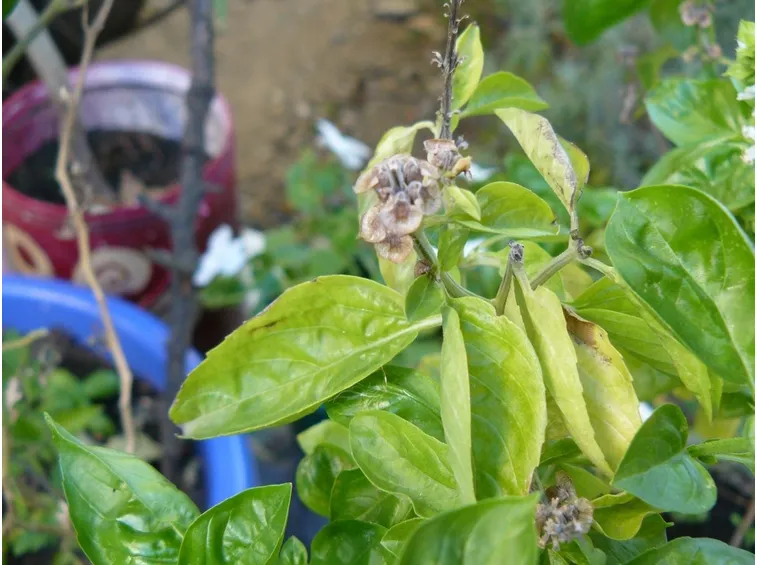Pianta di basilico ammalata