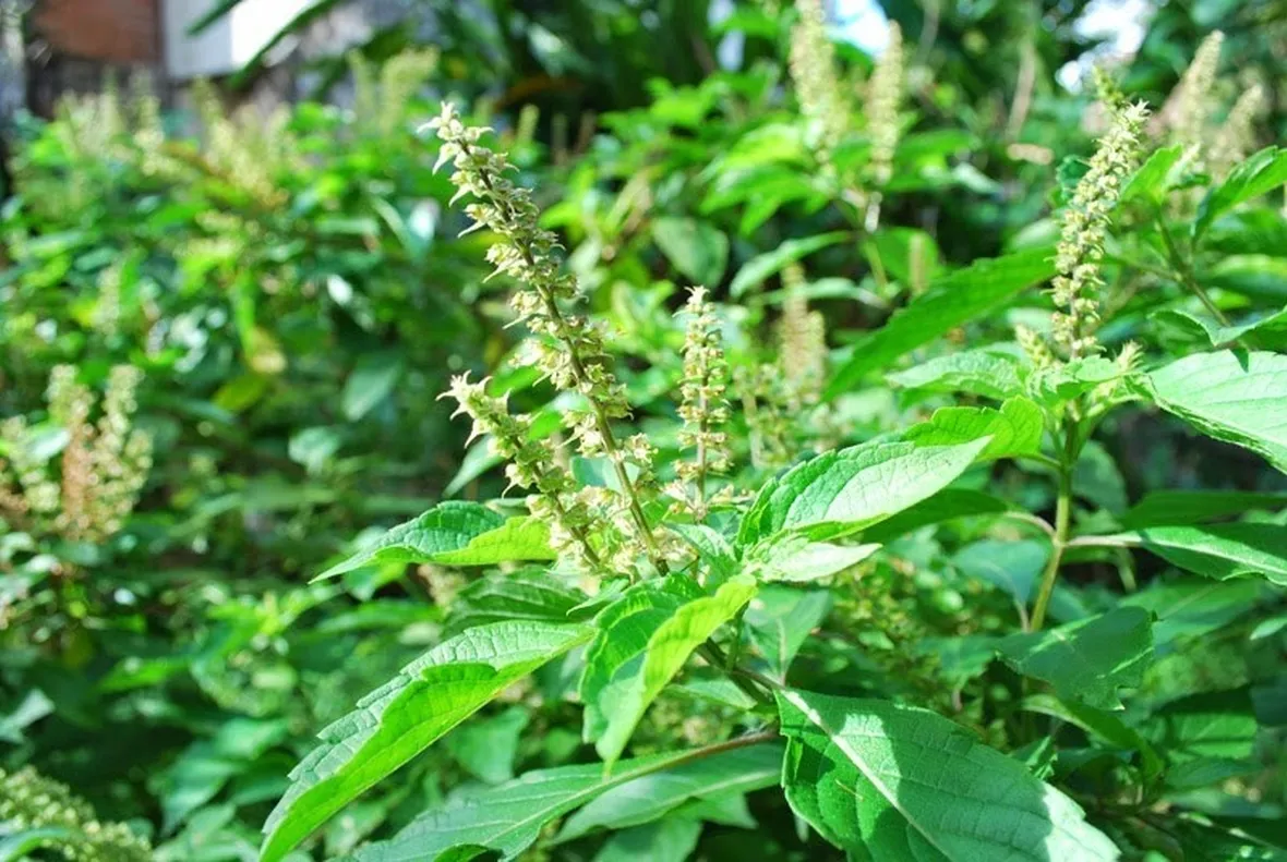 Foglie e fiori di basilico