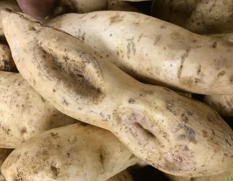 Batata