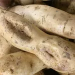 Batata