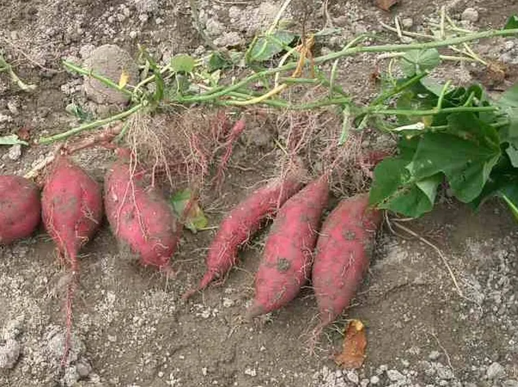 La raccolta della Batata