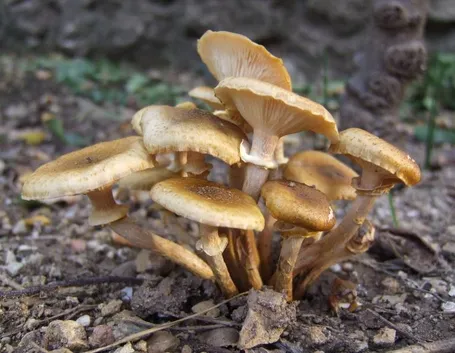 Funghi chiodini