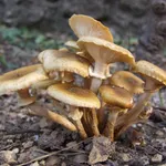 Funghi chiodini