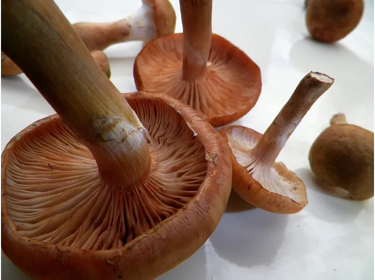 Pulire funghi chiodini