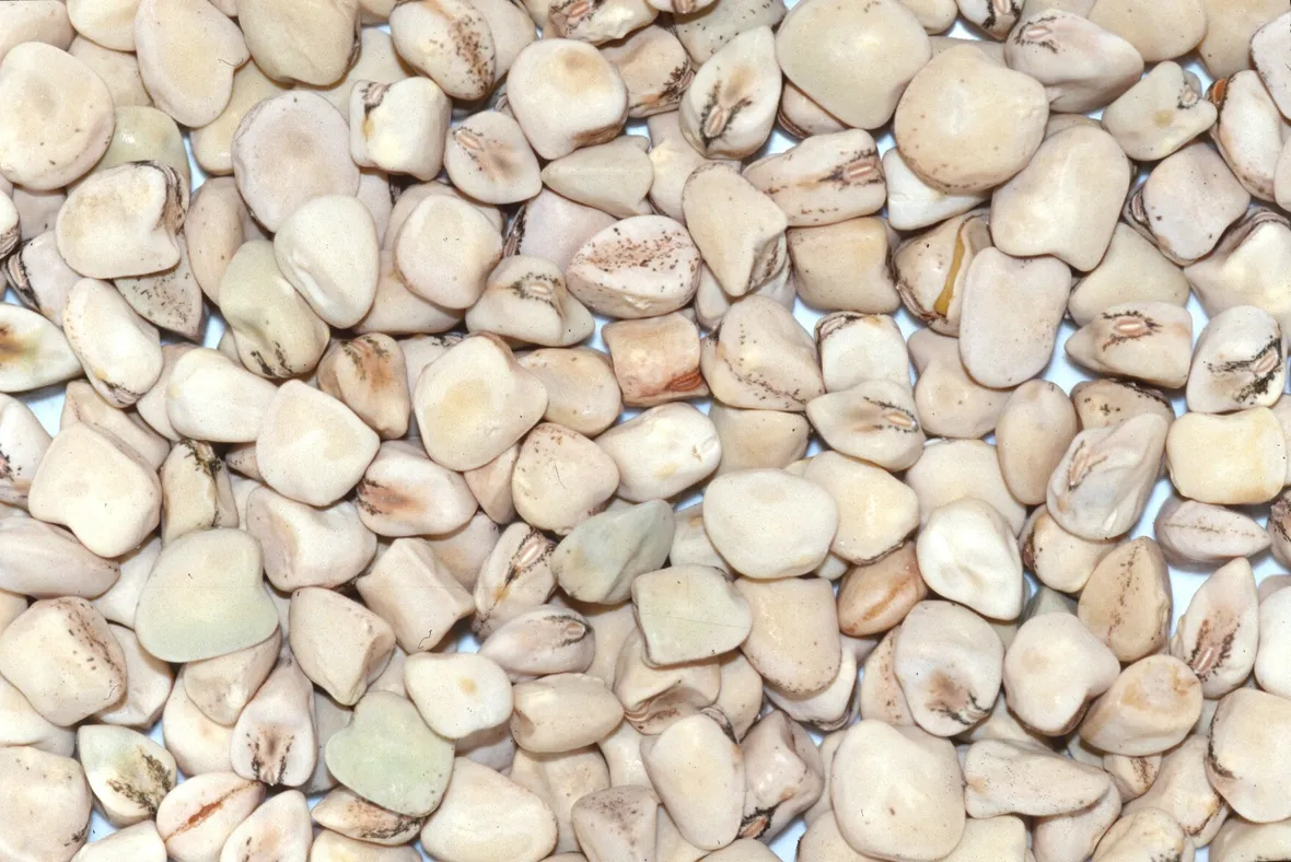 Semi cicerchia