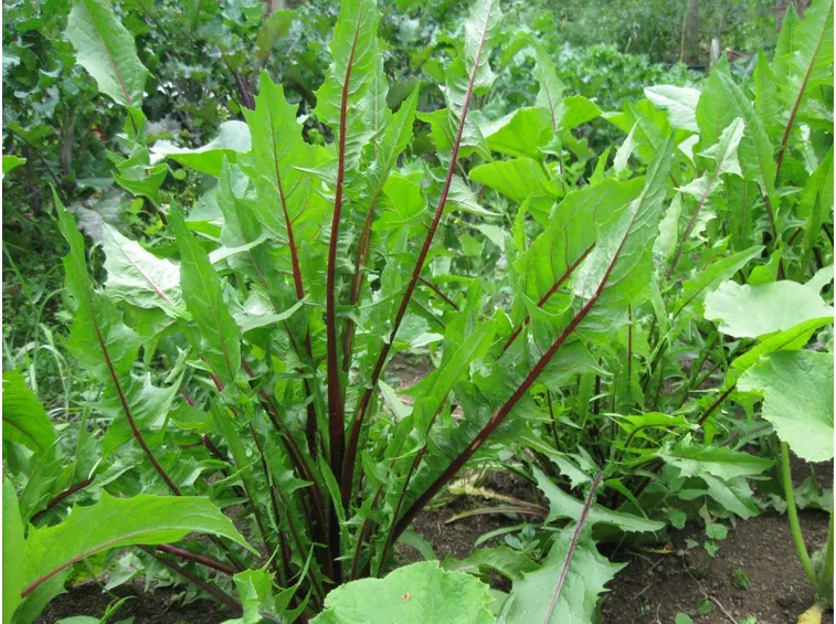Foglie di cicoria selvatica