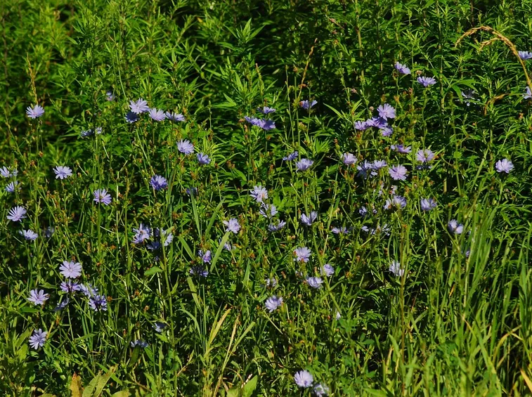 Campo di cicoria selvatica